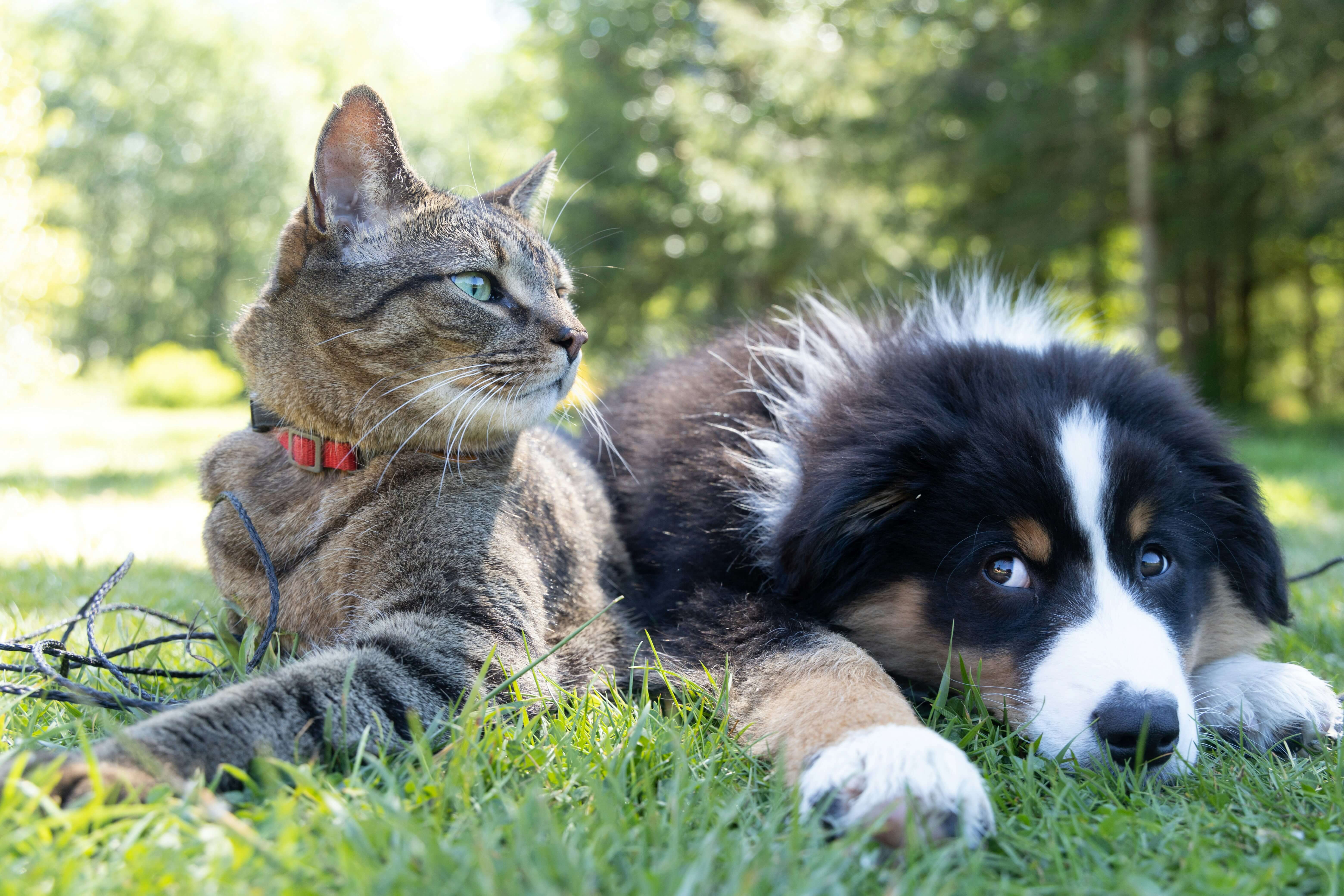 Happy pets