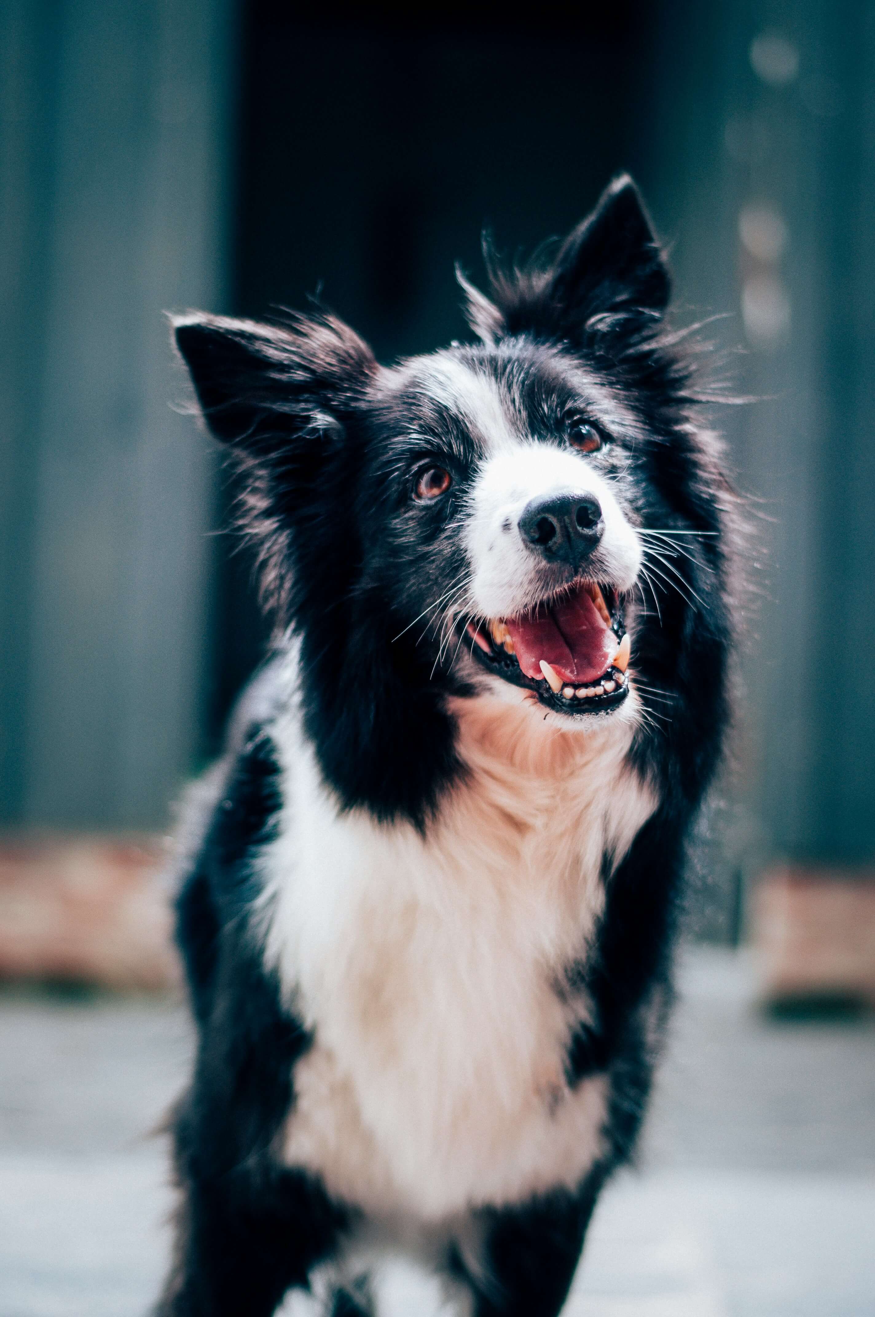 Happy dog being cared for
